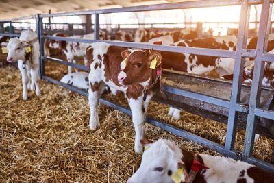 Cattle Look to Friday, After Falling on Thursday
